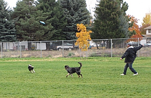 City of Coeur d'Alene - Central Bark Dog Park